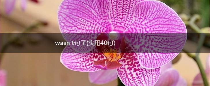 wasn t句子(实用40句),第1张