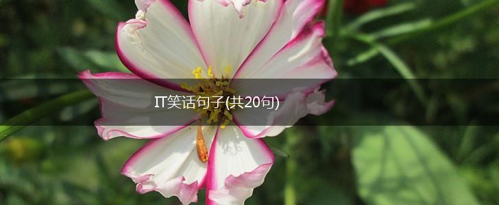 IT笑话句子(共20句),第1张