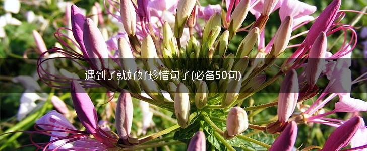 遇到了就好好珍惜句子(必备50句),第1张