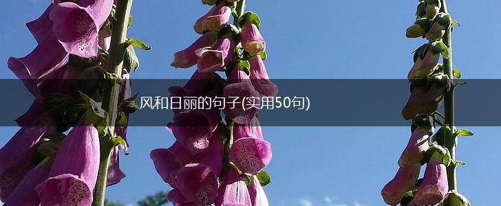 风和日丽的句子(实用50句),第1张
