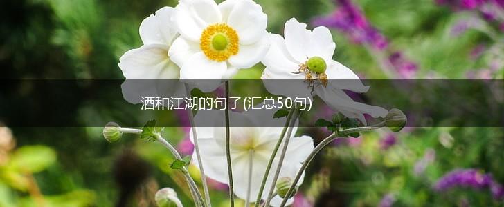 酒和江湖的句子(汇总50句),第1张