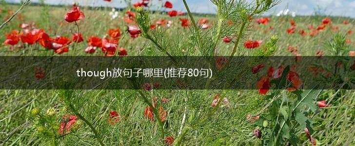 though放句子哪里(推荐80句),第1张