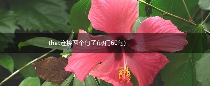 that连接两个句子(热门60句),第1张