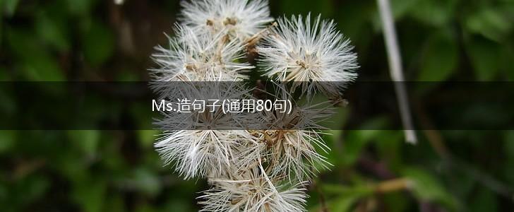 Ms.造句子(通用80句),第1张