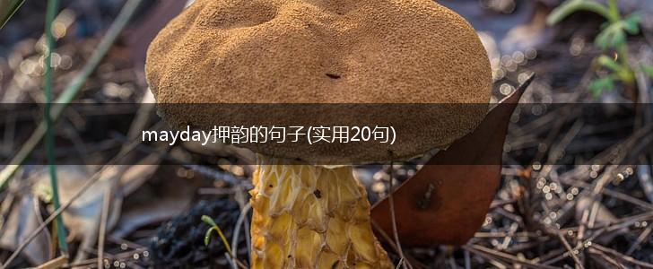 mayday押韵的句子(实用20句),第1张