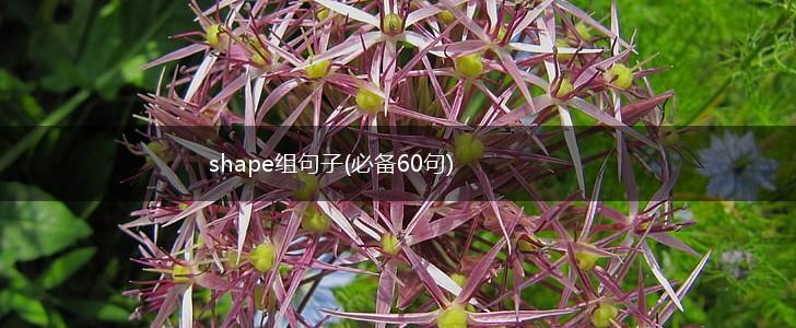 shape组句子(必备60句),第1张