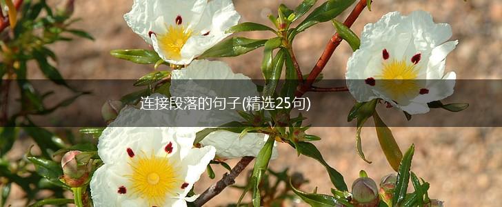 连接段落的句子(精选25句),第1张
