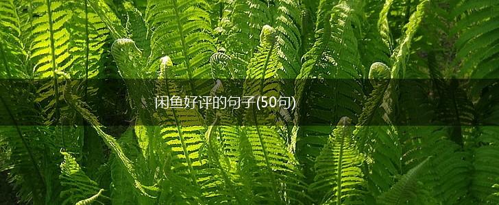 闲鱼好评的句子(50句),第1张