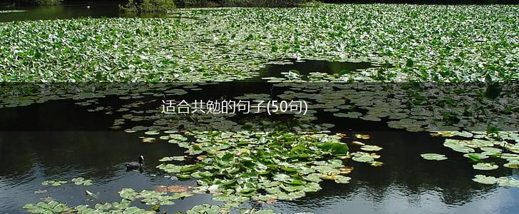 适合共勉的句子(50句),第1张
