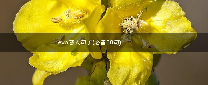 exo感人句子(必备60句),第1张