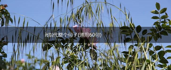it指代整个句子(通用60句),第1张