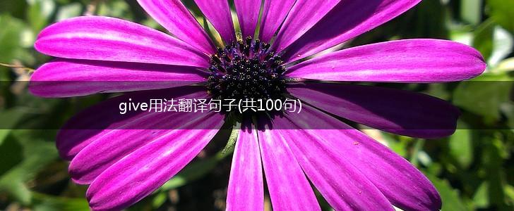 give用法翻译句子(共100句),第1张