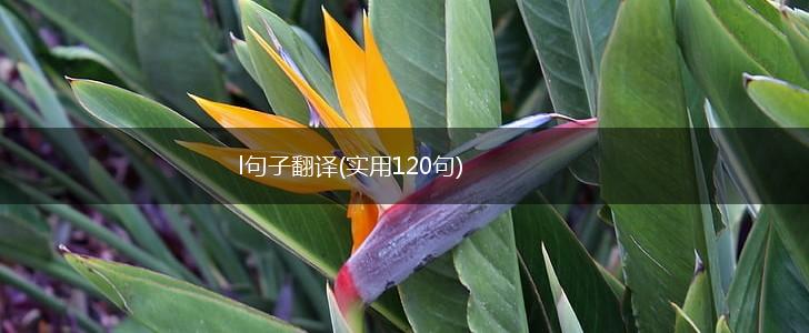 l句子翻译(实用120句),第1张