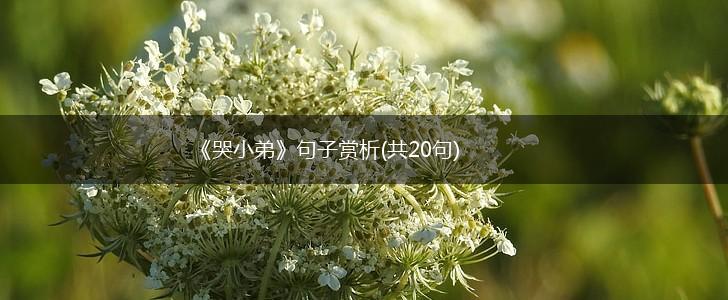 《哭小弟》句子赏析(共20句),第1张