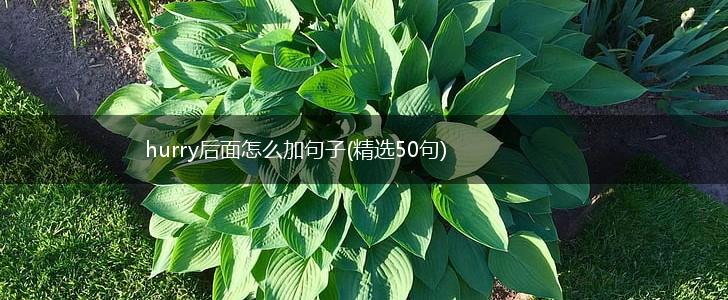 hurry后面怎么加句子(精选50句),第1张