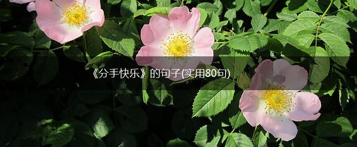 《分手快乐》的句子(实用80句),第1张
