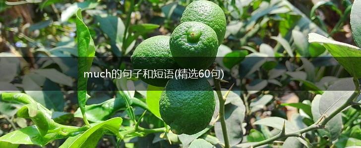 much的句子和短语(精选60句),第1张