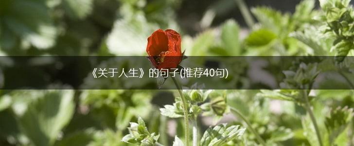 《关于人生》的句子(推荐40句),第1张