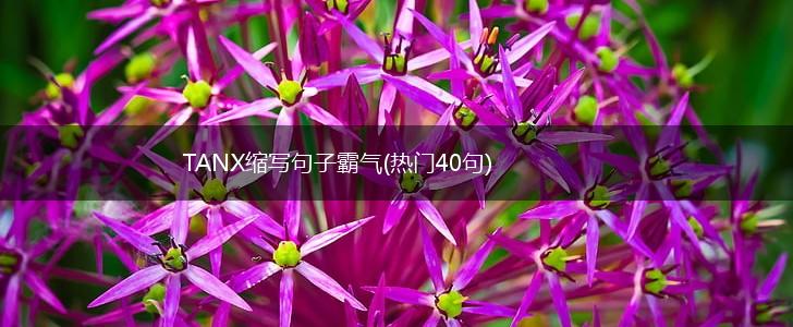 TANX缩写句子霸气(热门40句),第1张