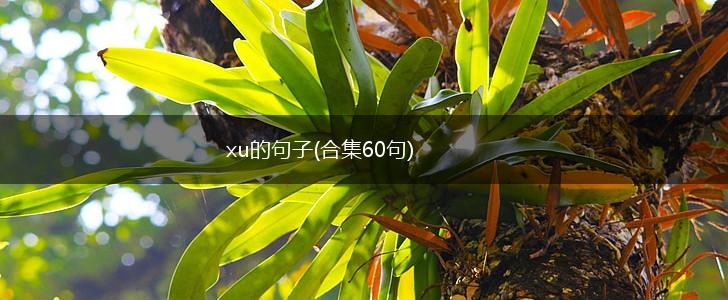 xu的句子(合集60句),第1张