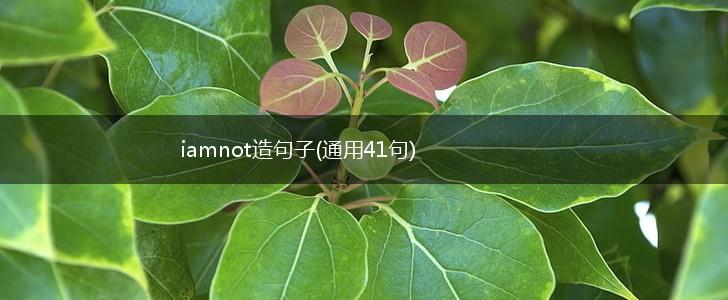 iamnot造句子(通用41句),第1张