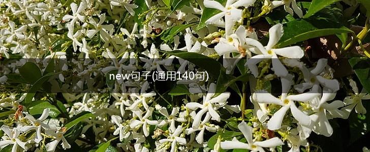 new句子(通用140句),第1张