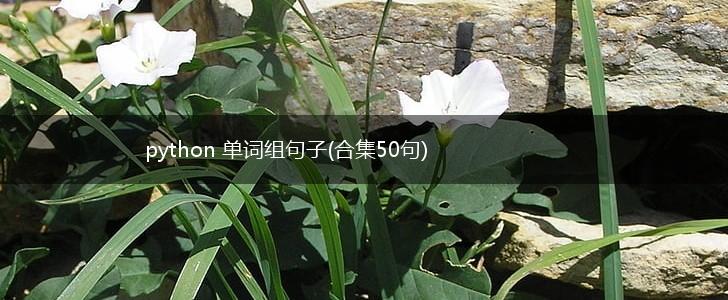 python 单词组句子(合集50句),第1张