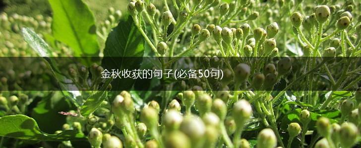 金秋收获的句子(必备50句),第1张