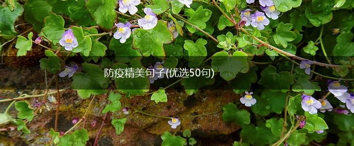 防疫精美句子(优选50句),第1张