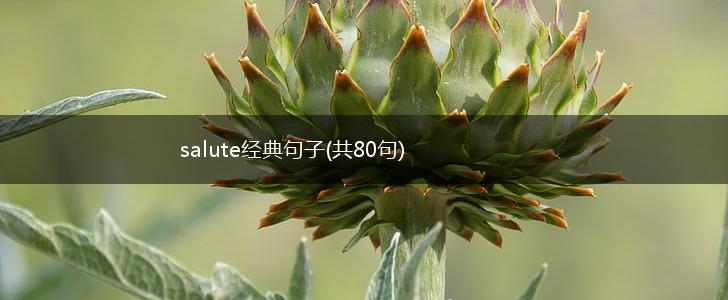 salute经典句子(共80句),第1张