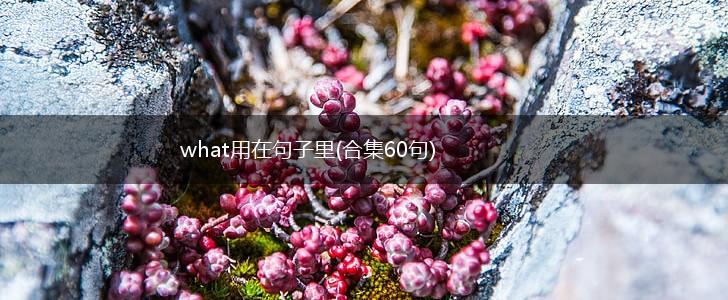 what用在句子里(合集60句),第1张