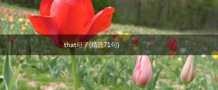 that句子(精选71句),第1张