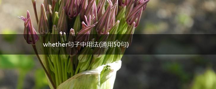 whether句子中用法(通用50句),第1张