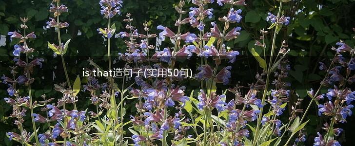 is that造句子(实用50句),第1张