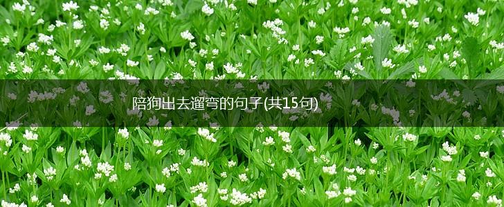 陪狗出去遛弯的句子(共15句),第1张