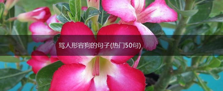 骂人形容狗的句子(热门50句),第1张