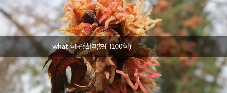 what 句子结构(热门100句),第1张