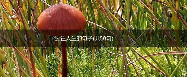 过往人生的句子(共50句),第1张