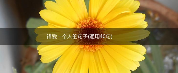 错爱一个人的句子(通用40句),第1张