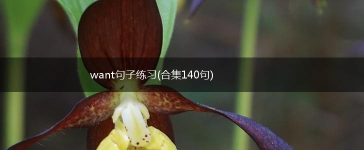 want句子练习(合集140句),第1张