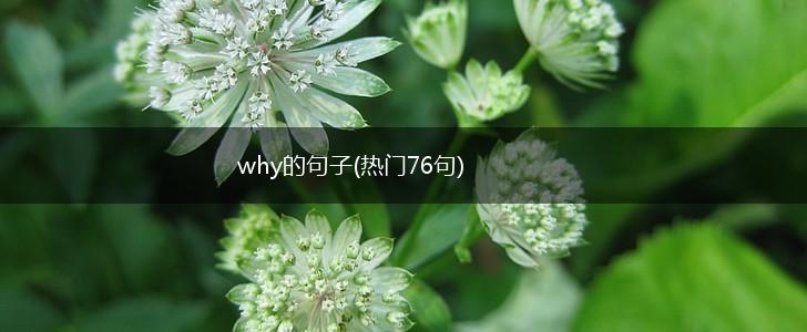 why的句子(热门76句),第1张