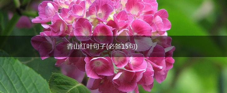 香山红叶句子(必备15句),第1张