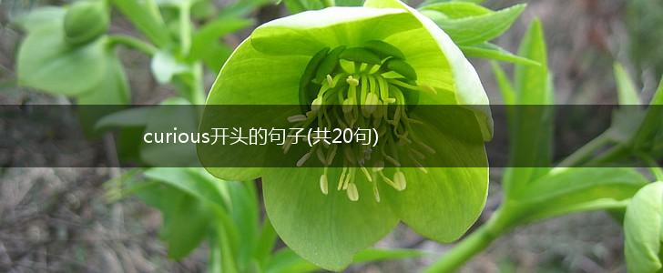 curious开头的句子(共20句),第1张