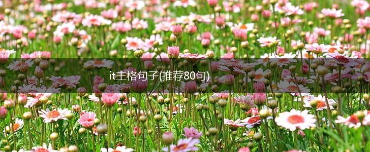it主格句子(推荐80句),第1张