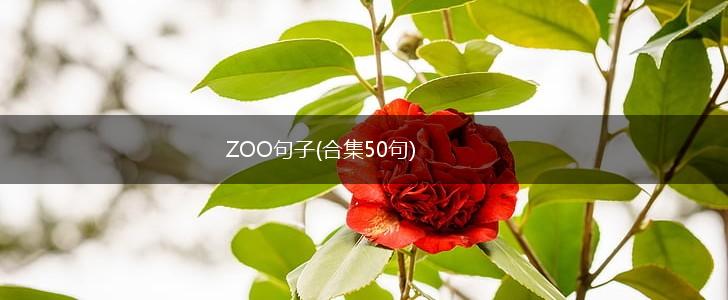 ZOO句子(合集50句),第1张