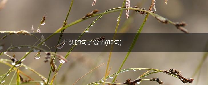 l开头的句子爱情(80句),第1张
