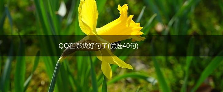 QQ在哪找好句子(优选40句),第1张