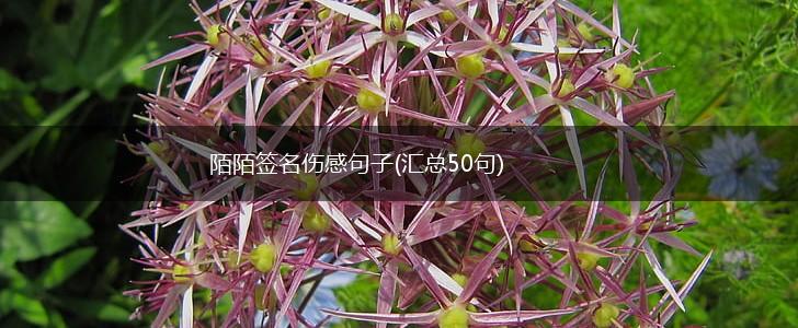 陌陌签名伤感句子(汇总50句),第1张