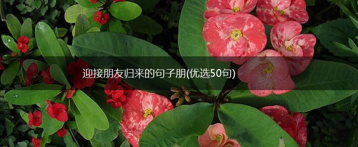 迎接朋友归来的句子朋(优选50句),第1张