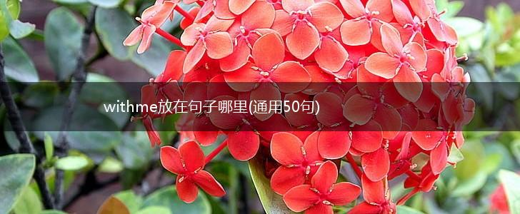 withme放在句子哪里(通用50句),第1张